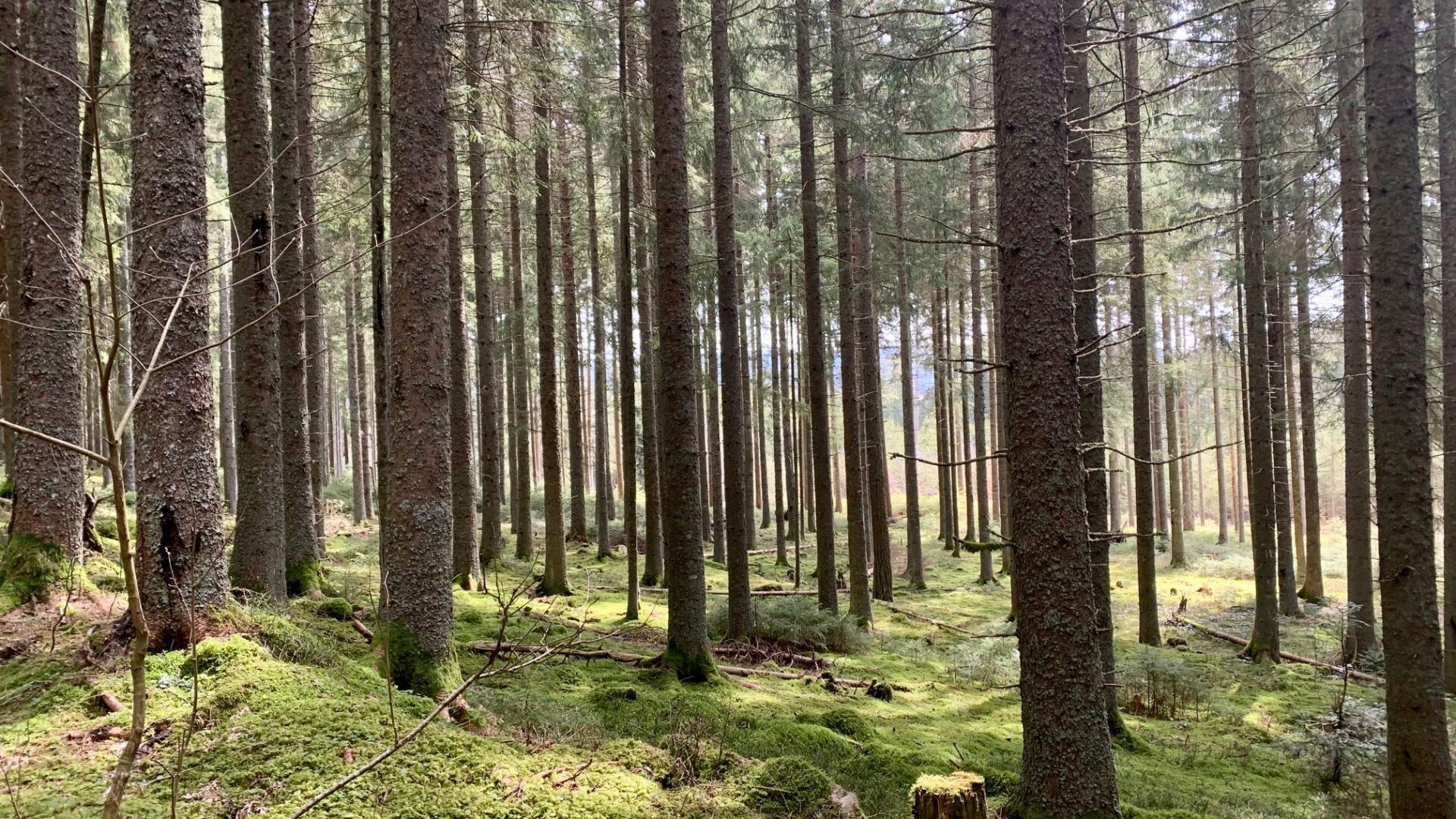 picture of a forest in daylight